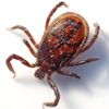 Lyme Disease Cases Up for NYC